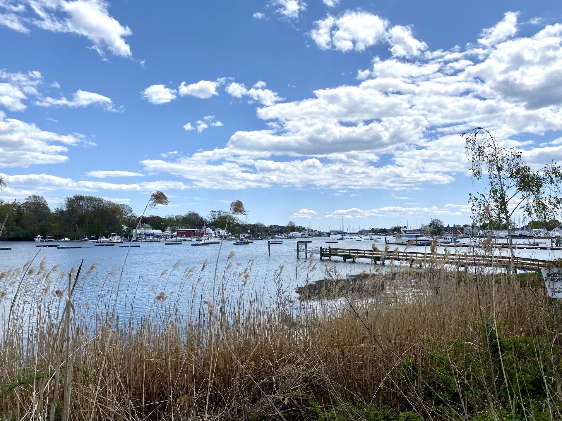 Calm water scene with boats, docks, and reeds under a blue sky with fluffy white clouds.