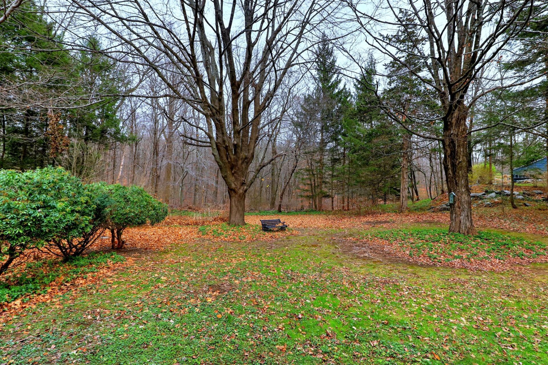 Grassy yard with bare trees, colorful fallen leaves, and evergreen trees in the background.