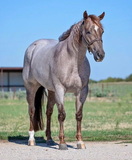 A horse standing on a dirt road in a field