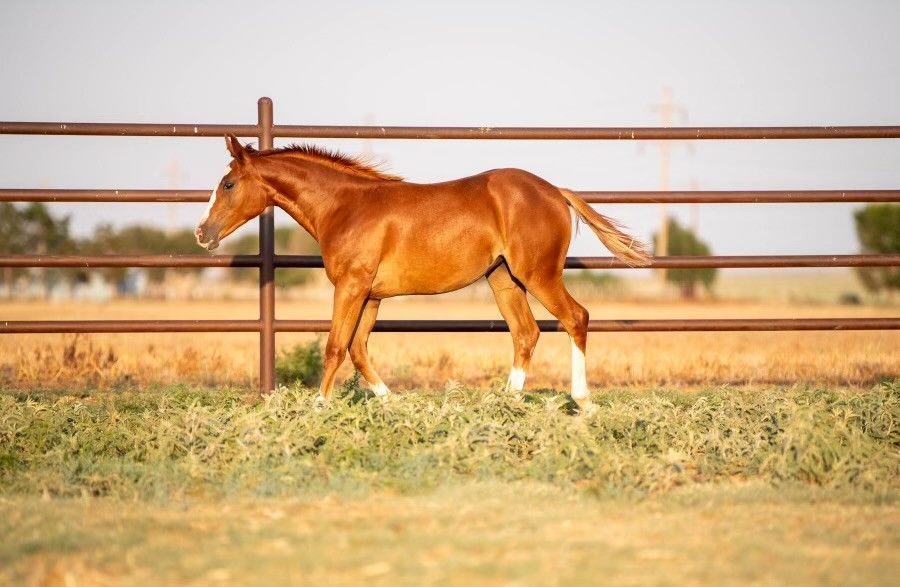 Bakers Miss Kitty x Peptoboonsmal