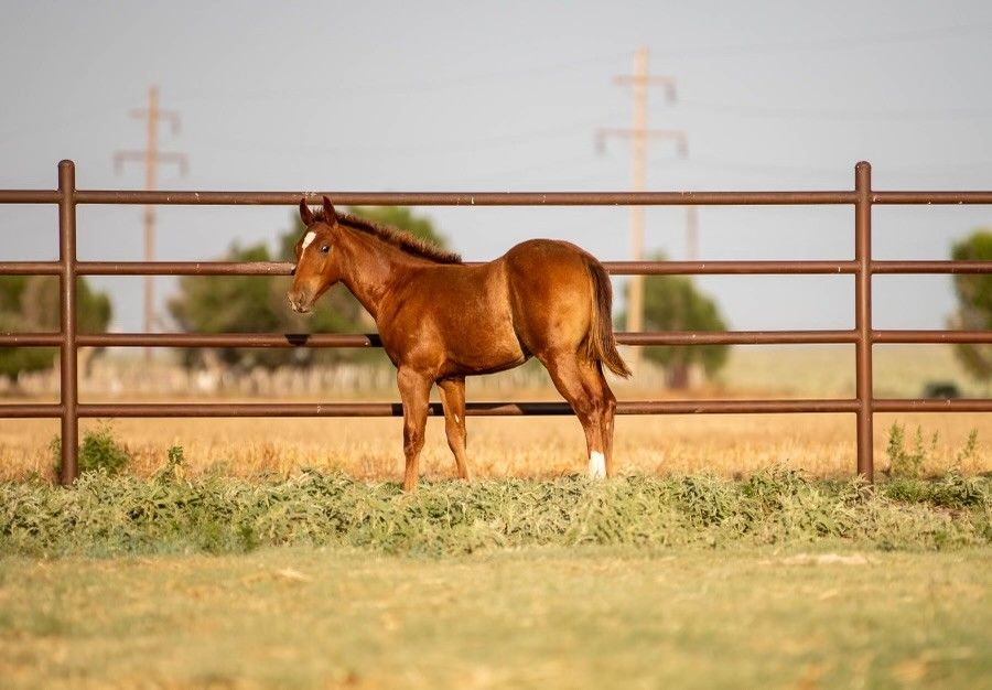 Bakers Miss Kitty x Stevie Rey Von