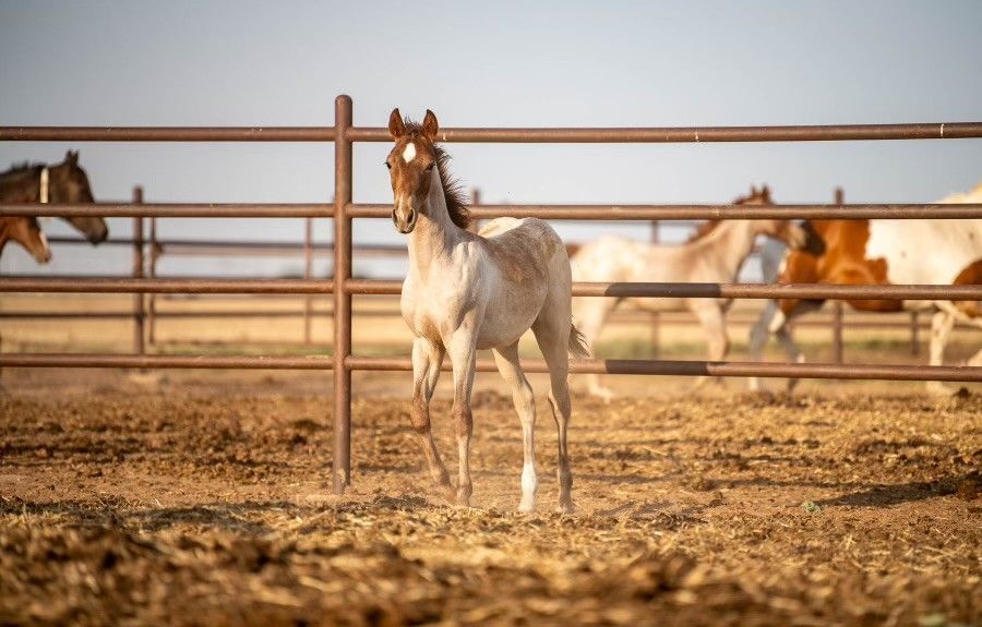 Chunky Peanutbutter X Metallic Cat