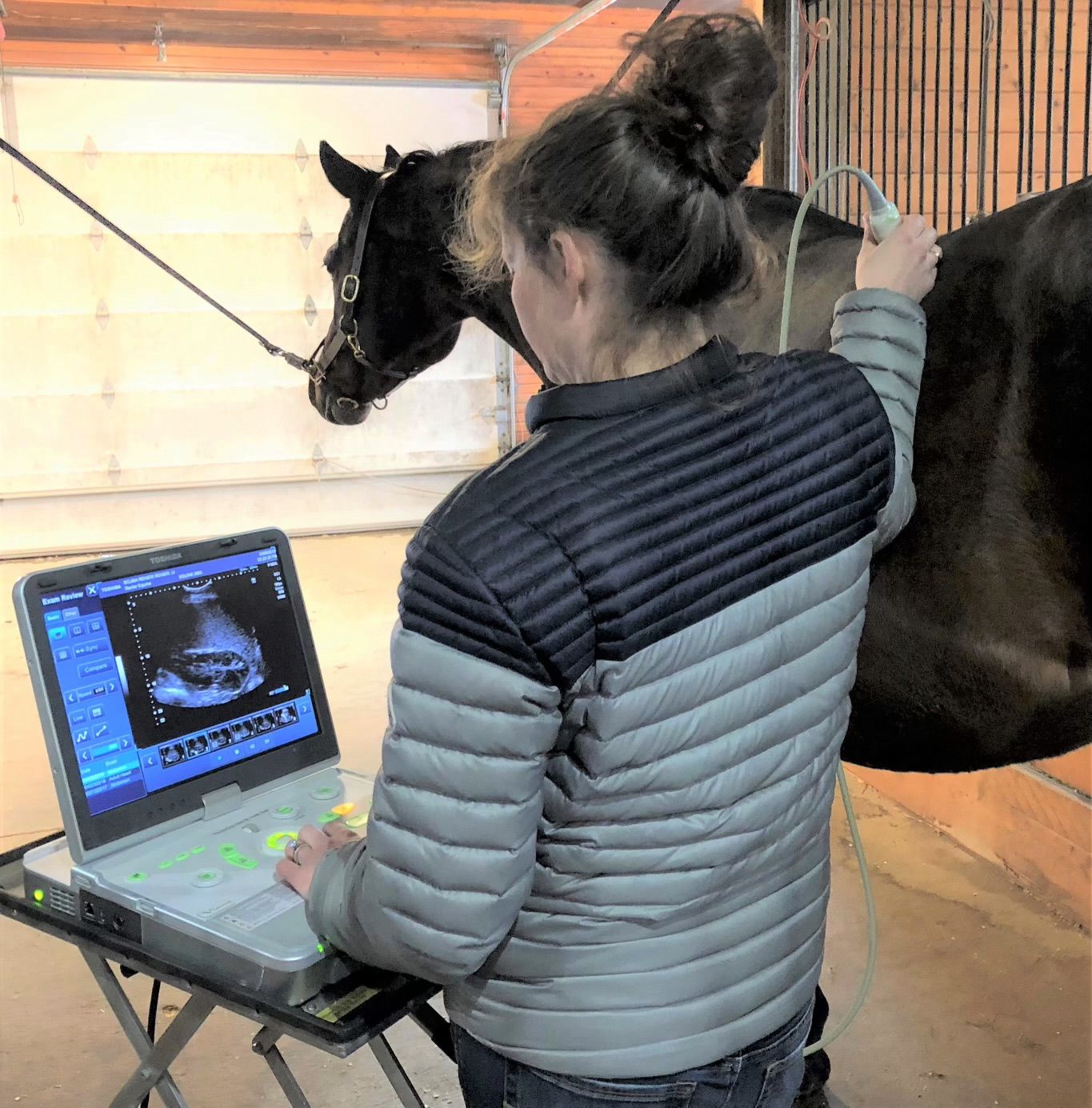 A woman is using a laptop computer to take an ultrasound of a horse.