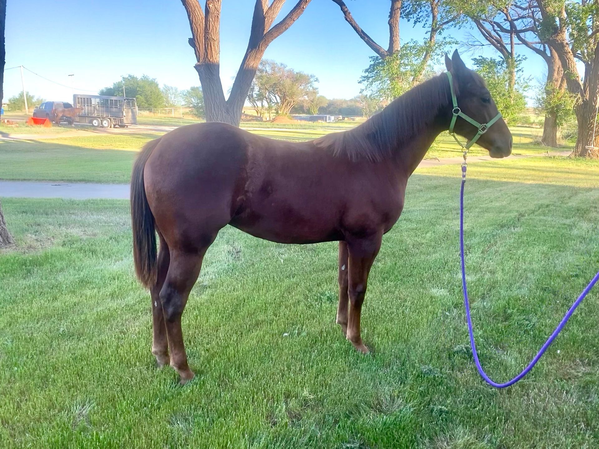 A brown horse standing in a grassy field with trees in the background