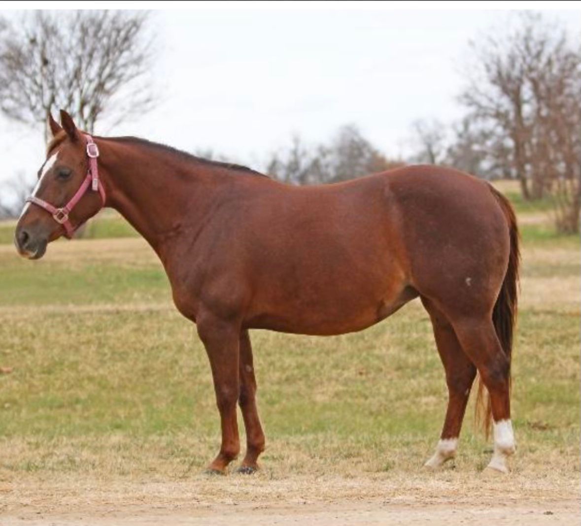 A brown horse with a pink bridle is standing in a field