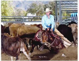 A man in a cowboy hat is riding a horse surrounded by cows
