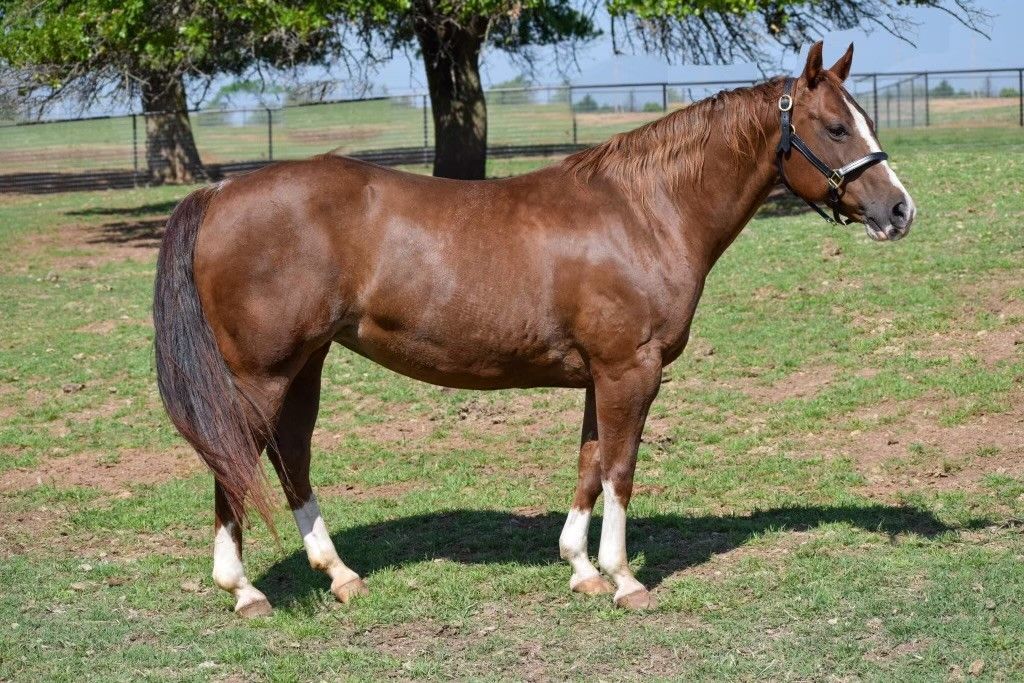 A brown horse is standing in a grassy field.