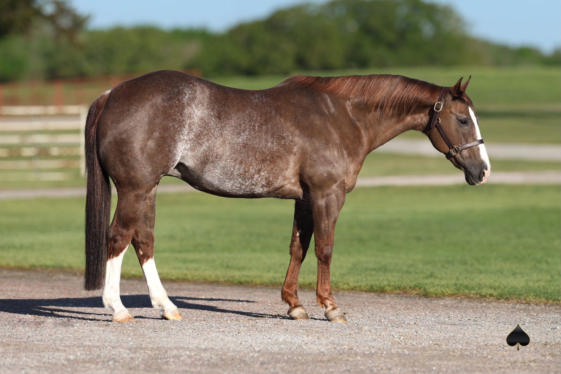 A brown horse with white legs is standing on a dirt road.