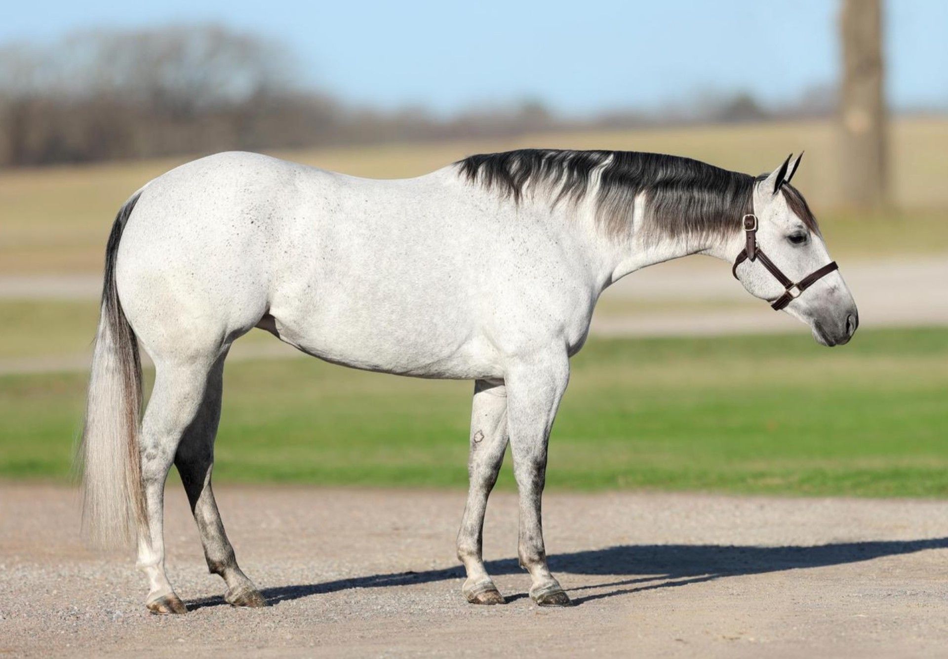 A gray horse with a black mane is standing on a dirt road.