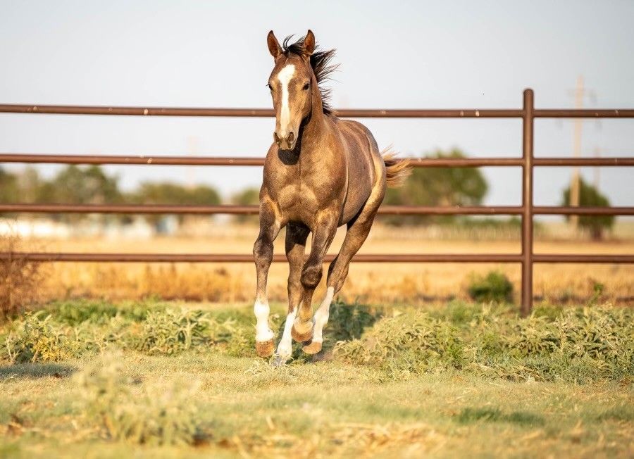 Specialeditionkitty x Woody Be Tuff