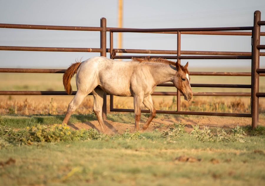 Specialeditionkitty x Hottish