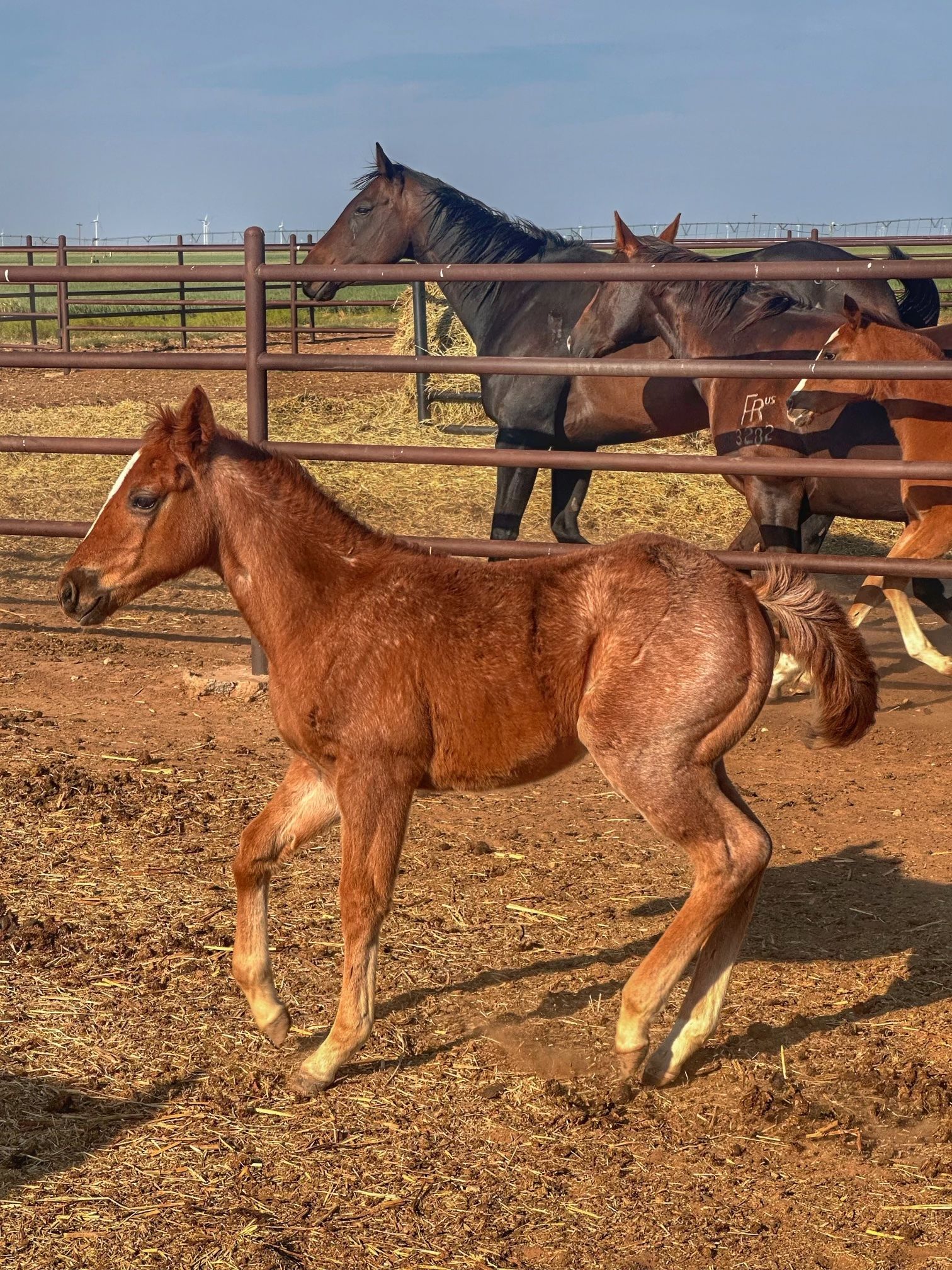 A group of horses are standing in a pen behind a fence.