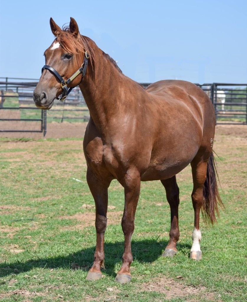 A brown horse is standing in a grassy field.