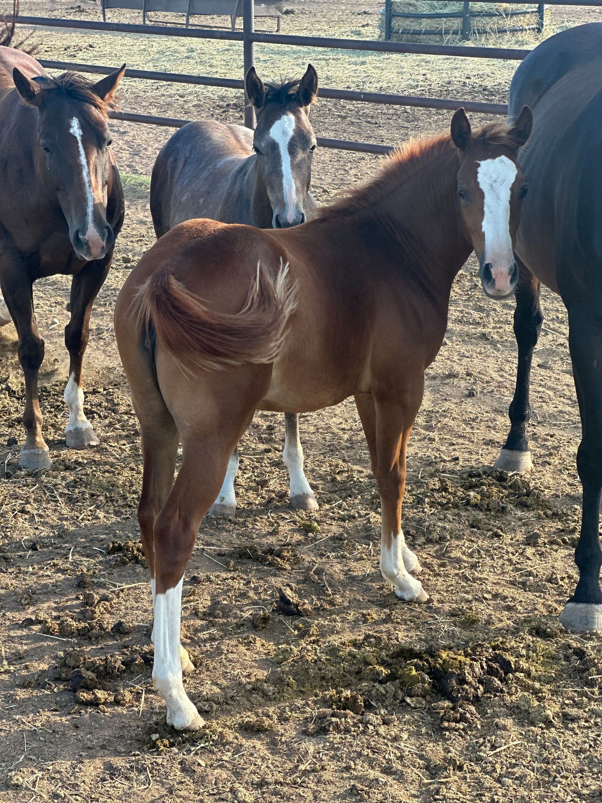 A group of horses are standing in a dirt field.