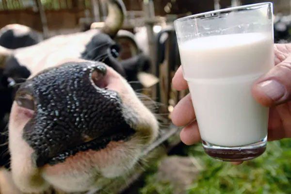 Fairgrounds Poultry Market 6