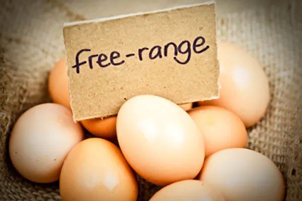 Fairgrounds Poultry Market 1