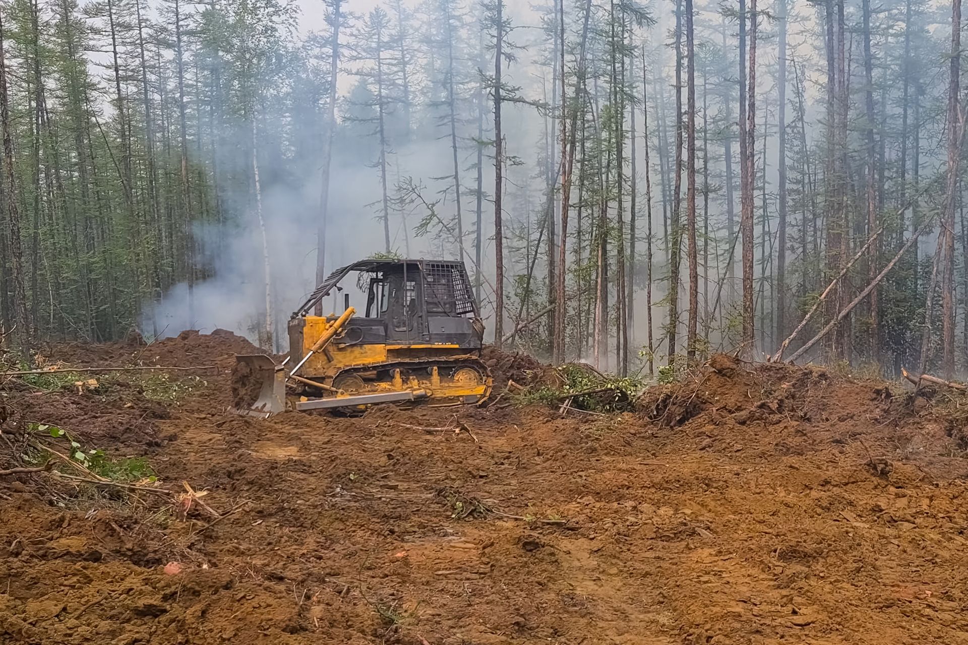 A bulldozer is cutting down trees in a forest.
