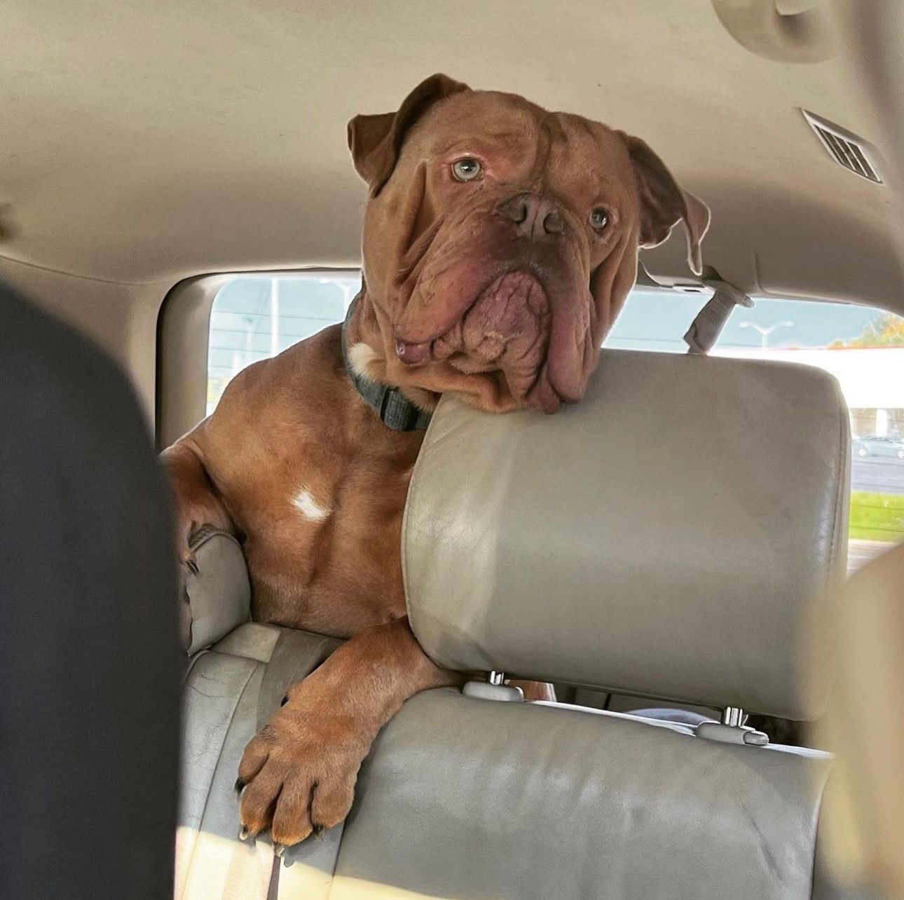 Brown dog in a car, resting head on a seat. The dog has wrinkles, and a sad expression.
