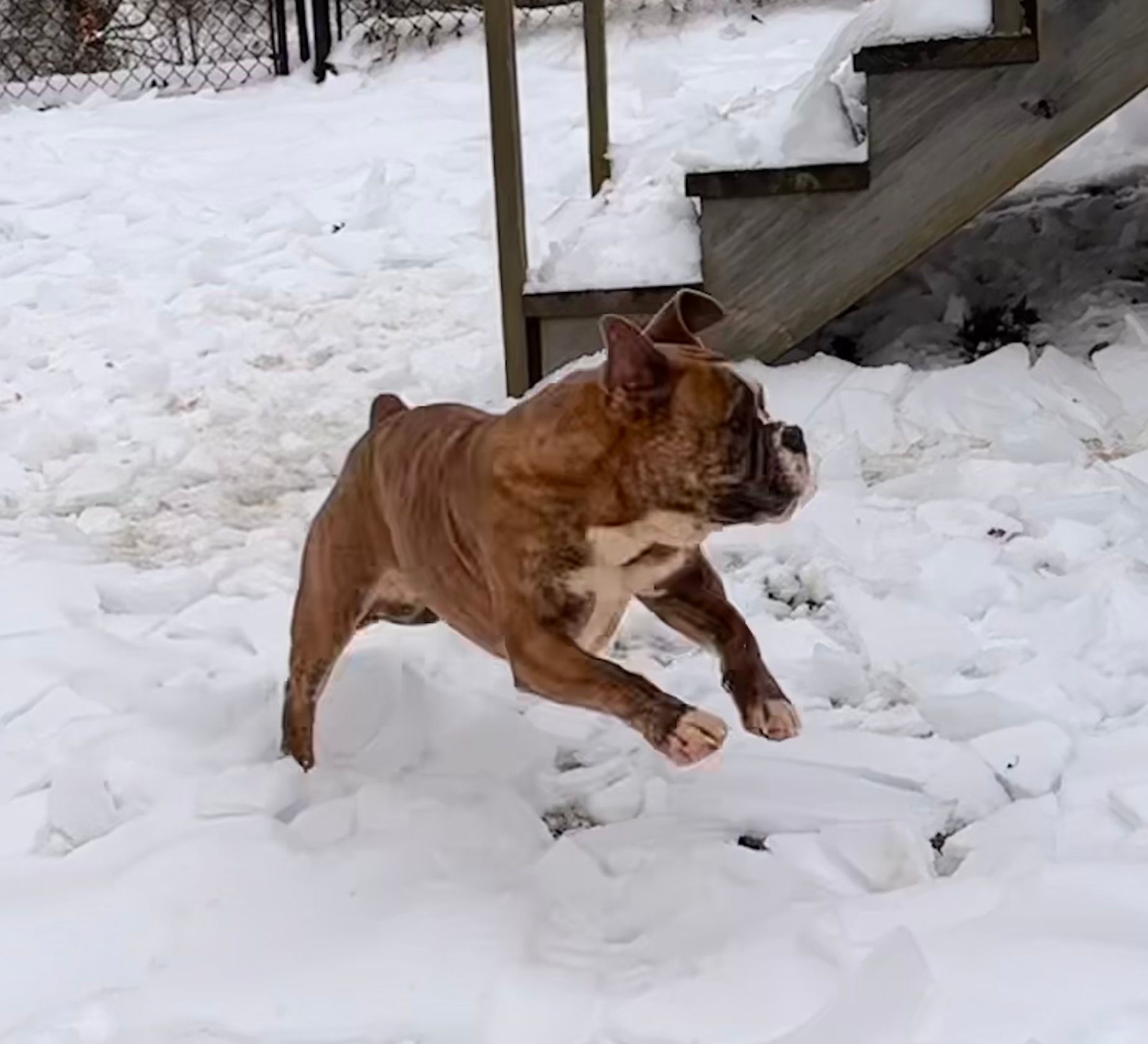 Brindle boxer dog leaping through snow near wooden steps.