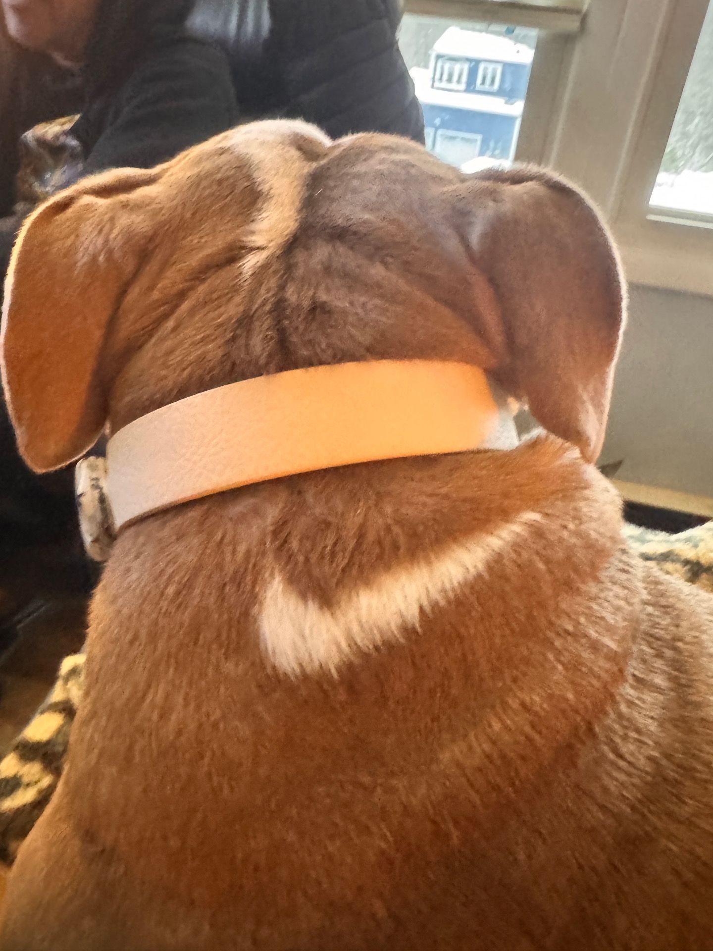 Brown dog wearing a collar, with a white swoosh-shaped marking on its back.