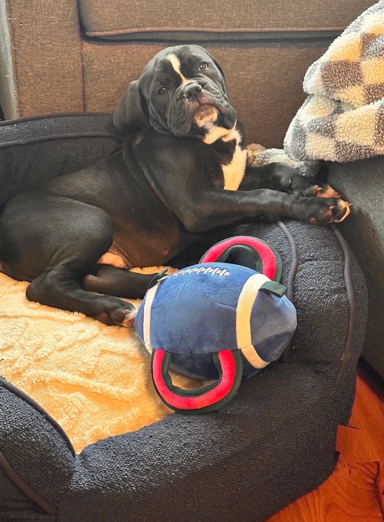 Black and white dog resting on a bed with a blue toy.