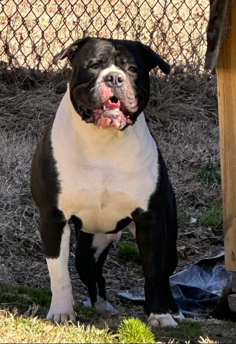 Black and white bulldog stands outdoors, facing forward with open mouth.