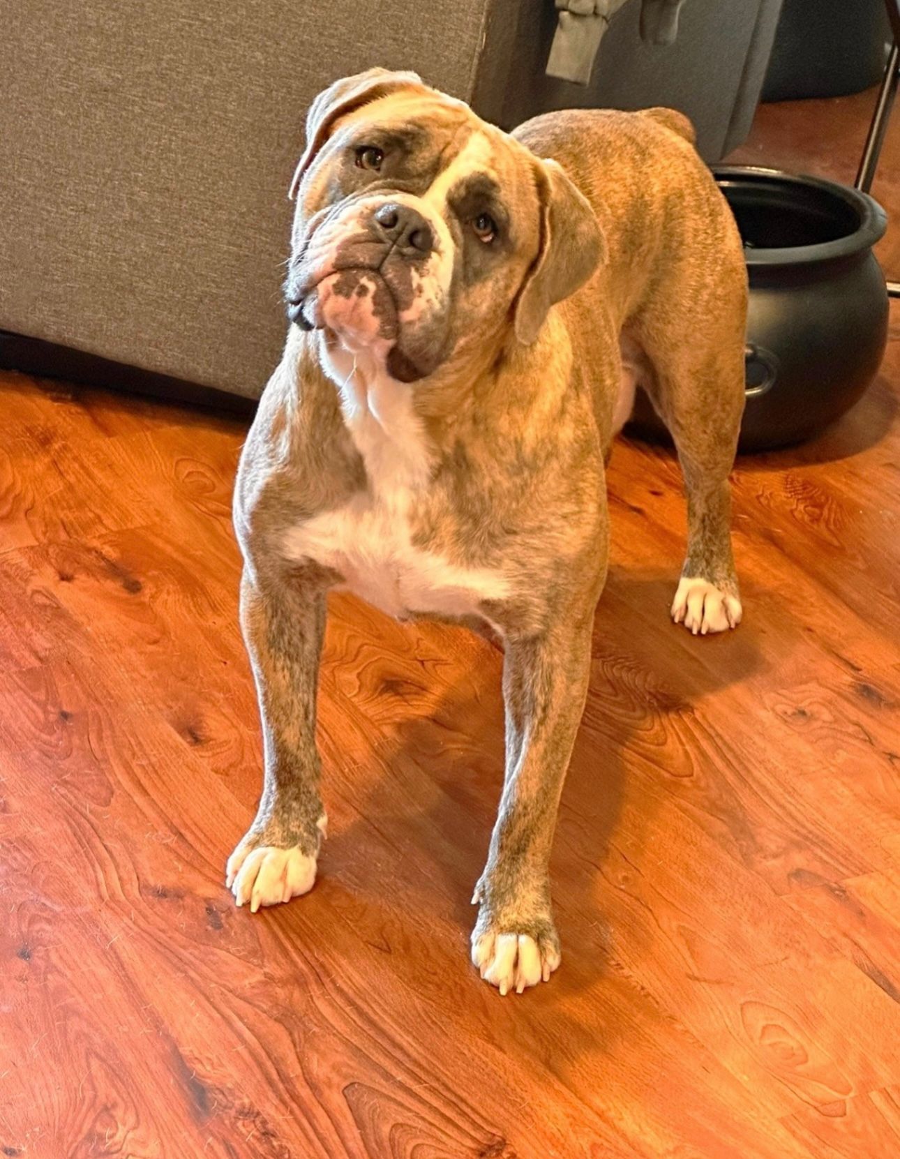 Brindle bulldog with a slightly tilted head, standing on wood flooring near a dark pot.
