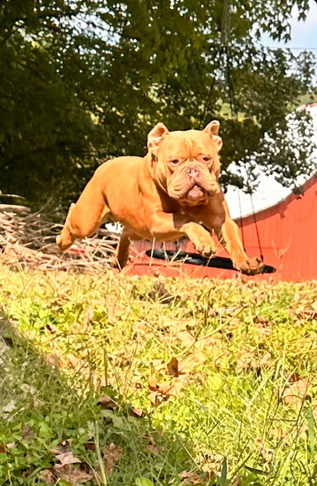 Brown bulldog jumping over a basketball hoop, outdoors with green grass and trees.