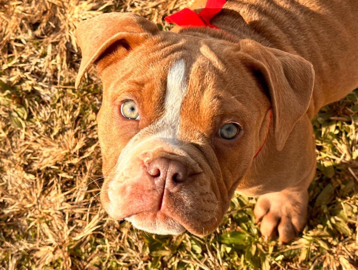 Brown and white puppy with blue eyes looking up.