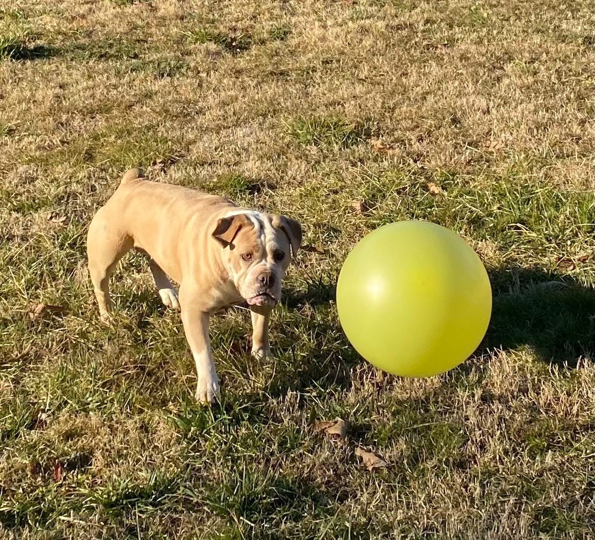 Tan bulldog standing in grassy yard next to a yellow balloon.