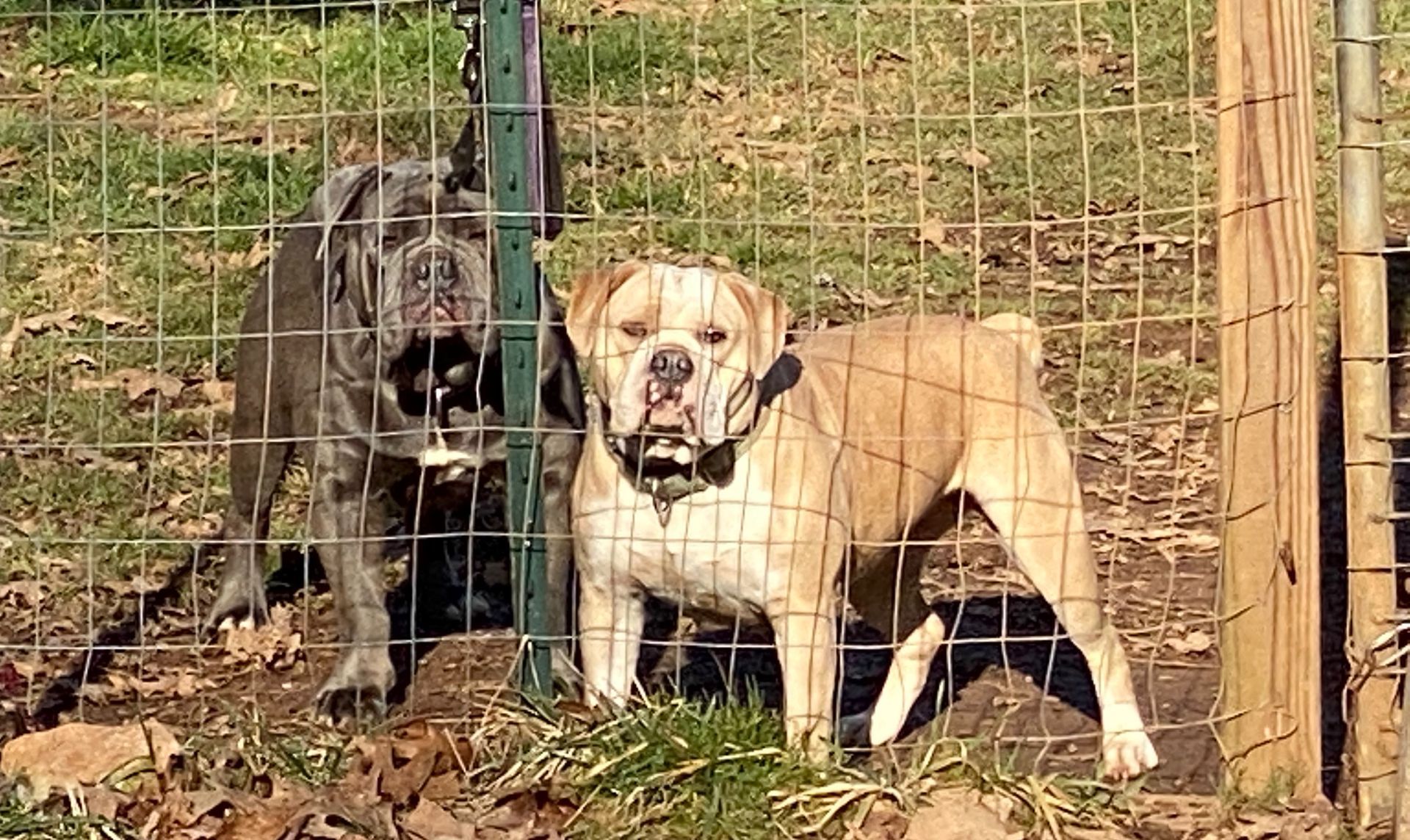 Two dogs behind a wire fence: a brindle, and a tan and white bulldog with open mouth.