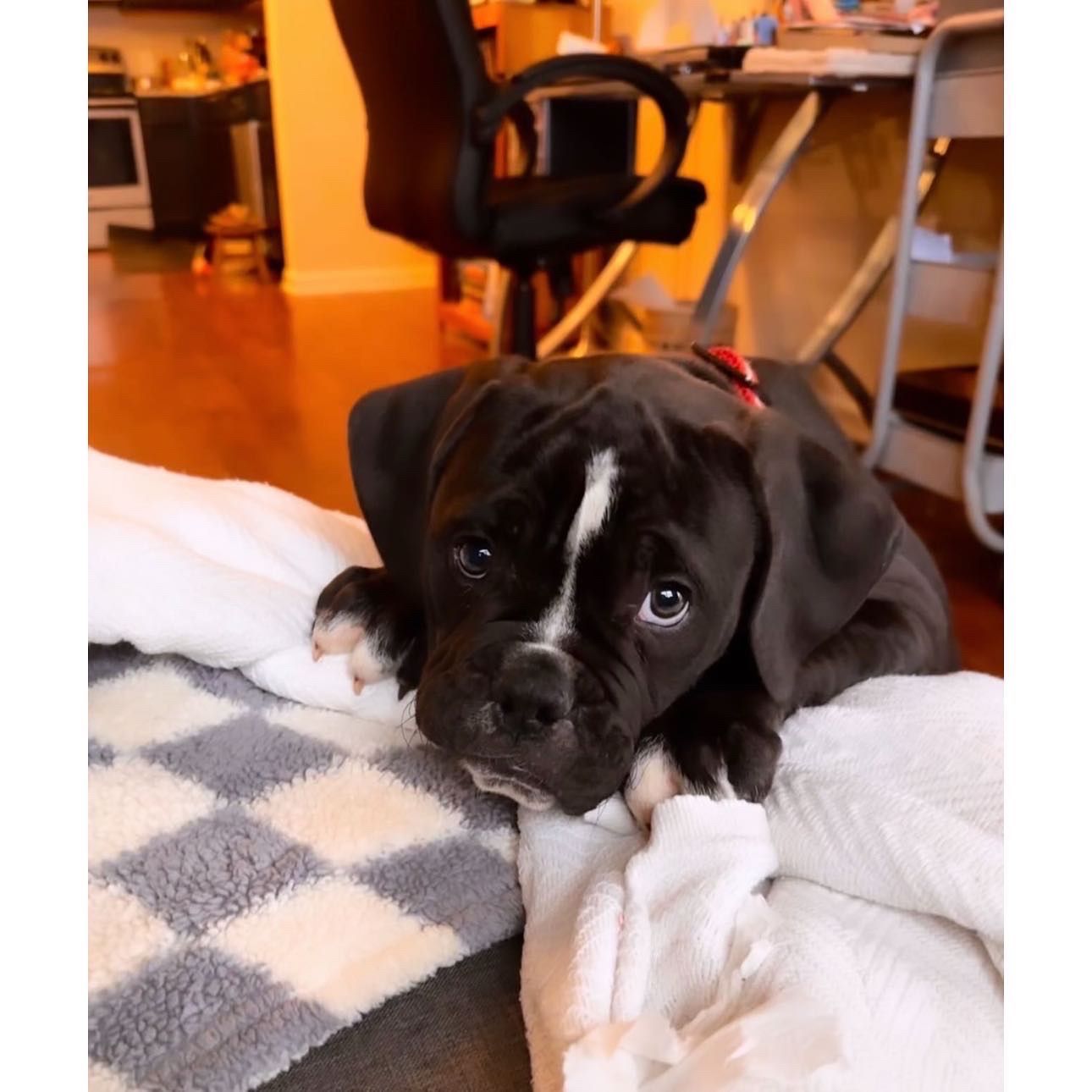 Black and white puppy resting on a blanket, looking towards the camera with a gentle expression.