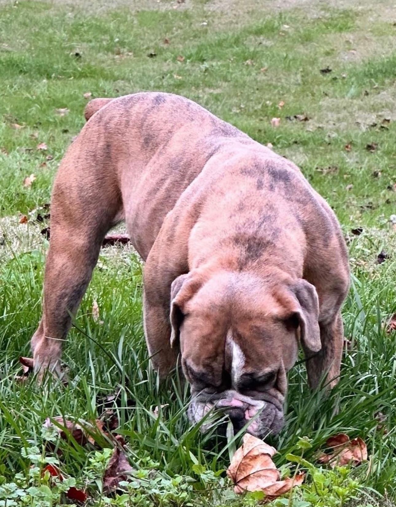 Brindle bulldog sniffs the grass in a green yard, nose to the ground, with fallen leaves.