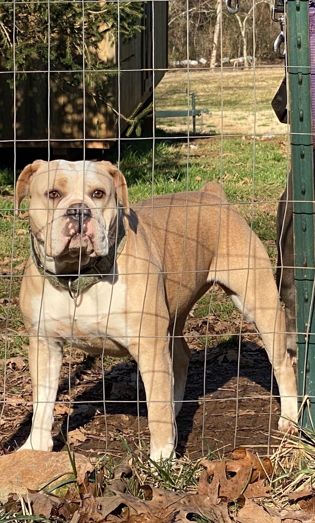 Tan and white bulldog standing behind a wire fence in a yard.