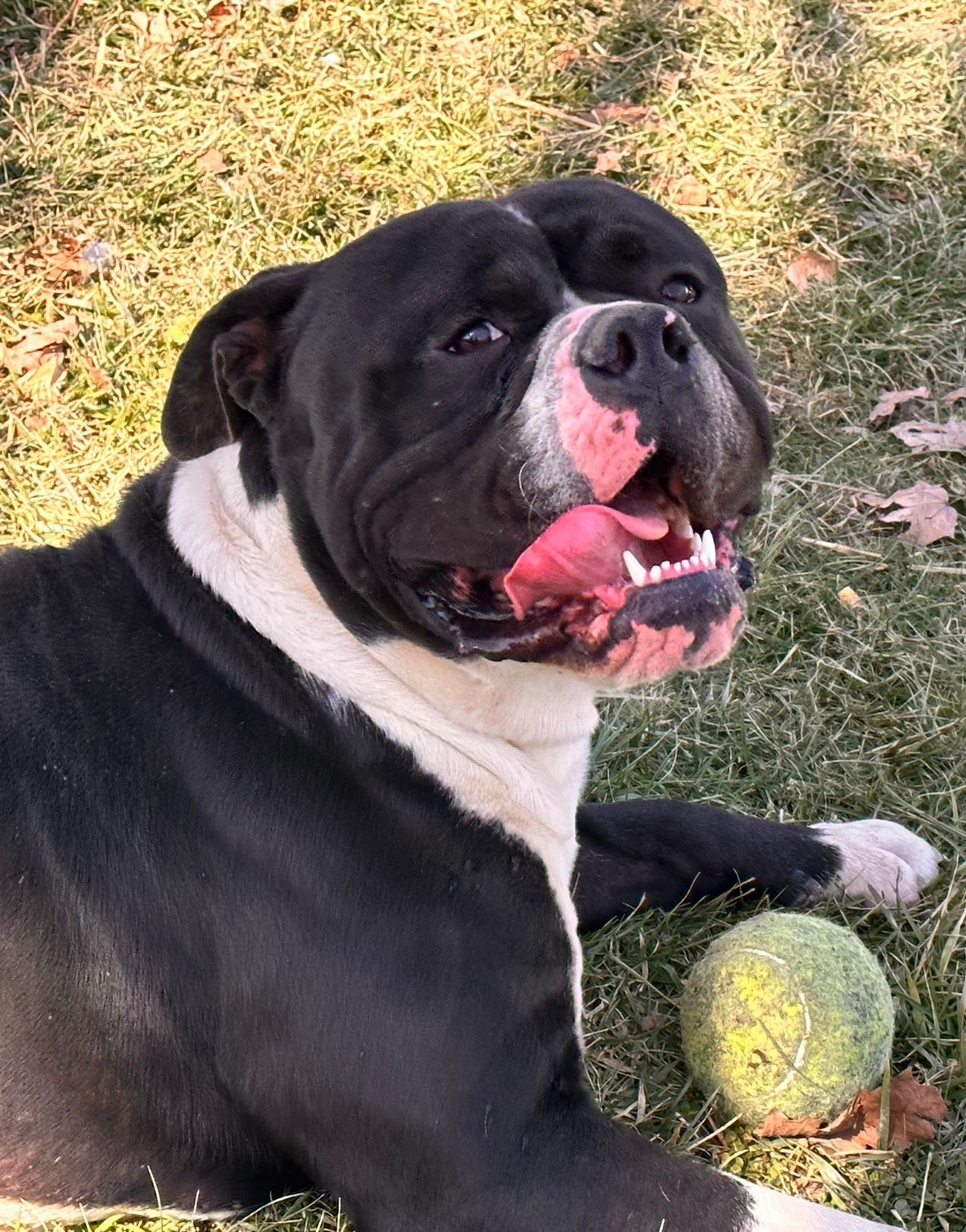 Black and white dog with pink nose and mouth lying in the grass, smiling with a tennis ball.