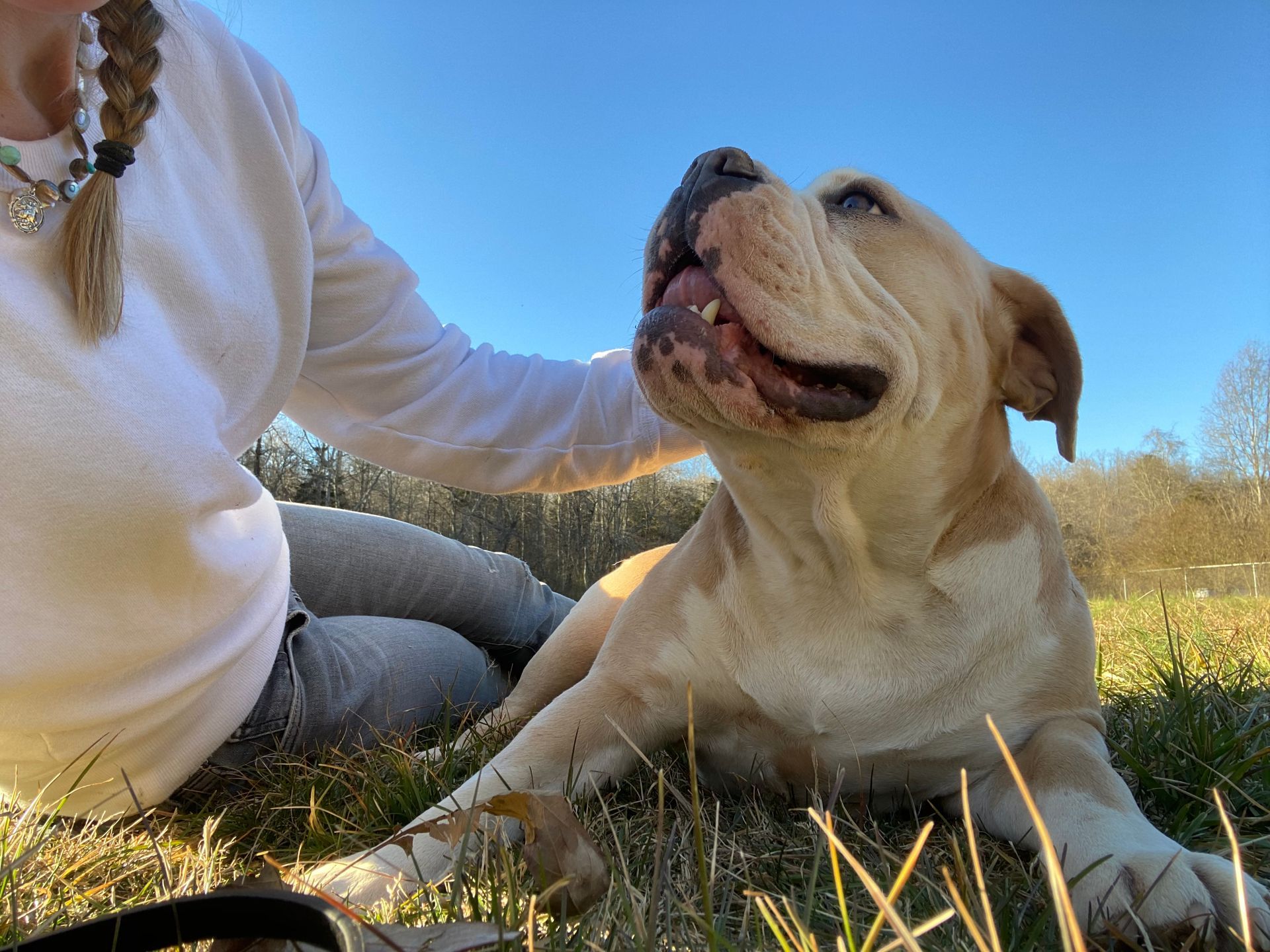 Tan dog being petted by a person. Dog is looking up with an open mouth, lying in grass on a sunny day.