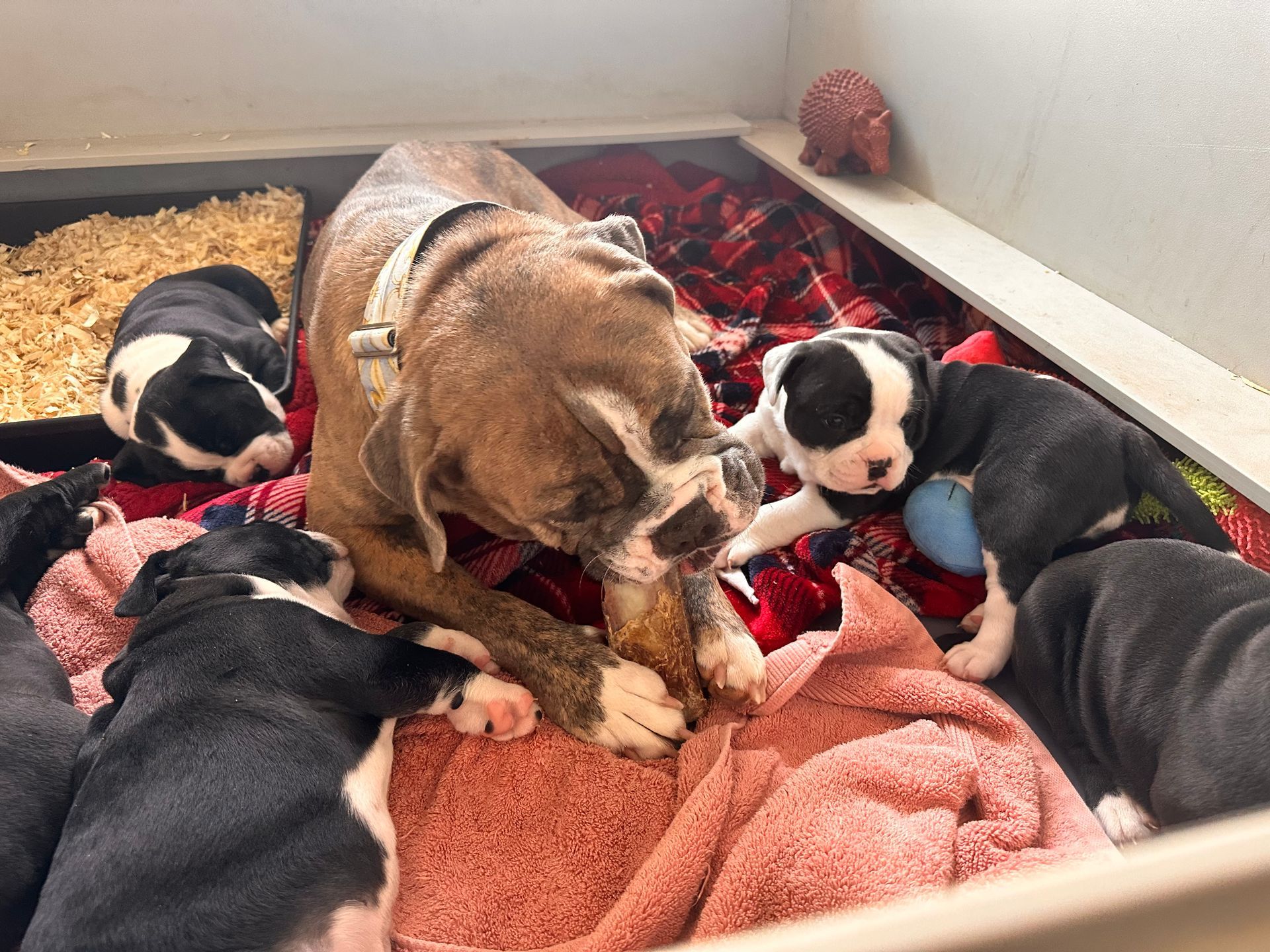 Boxer dog with puppies in a whelping box, red blanket, wood shavings.