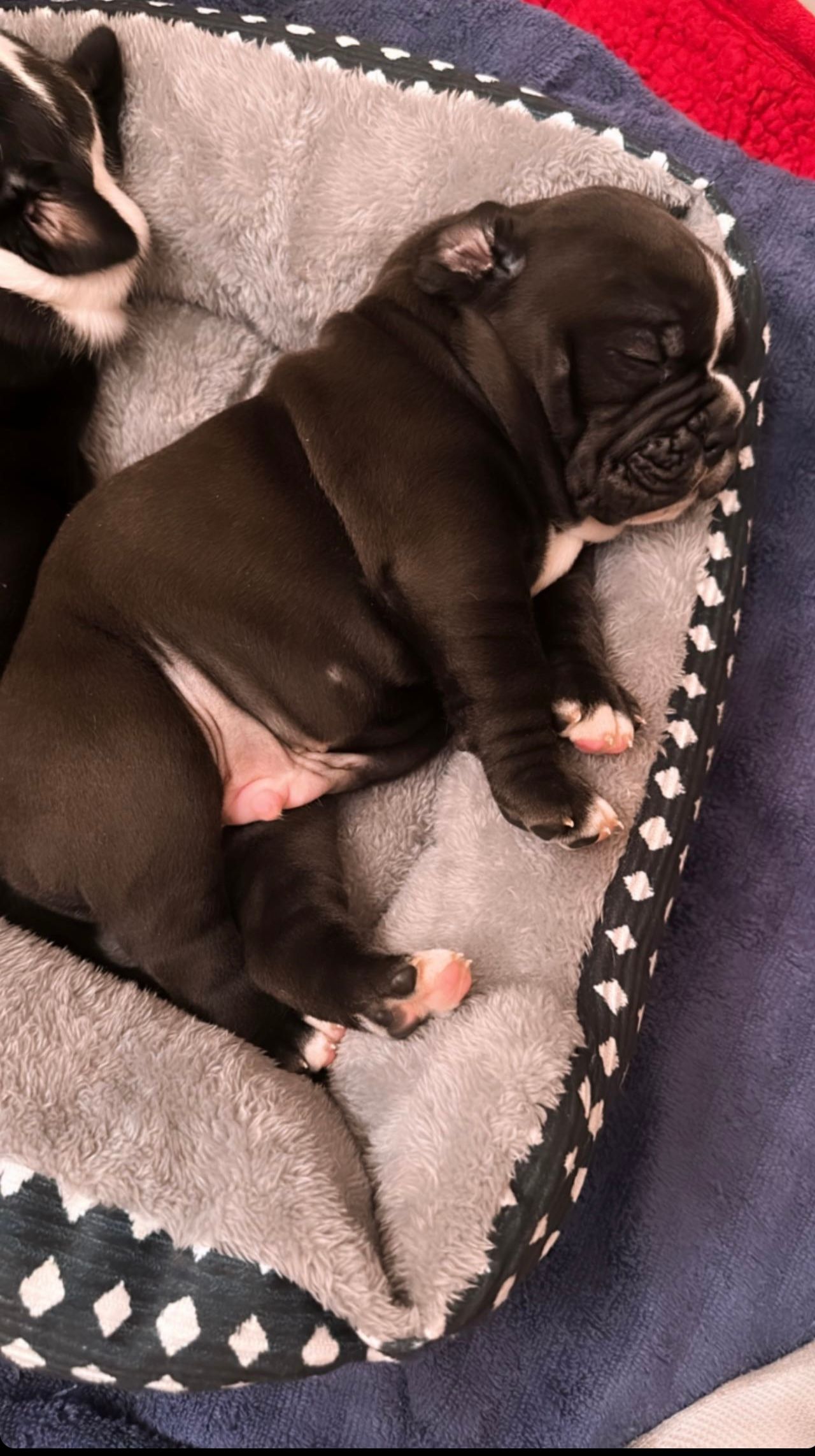 Black and white bulldog puppy sleeping in a gray and blue dog bed.