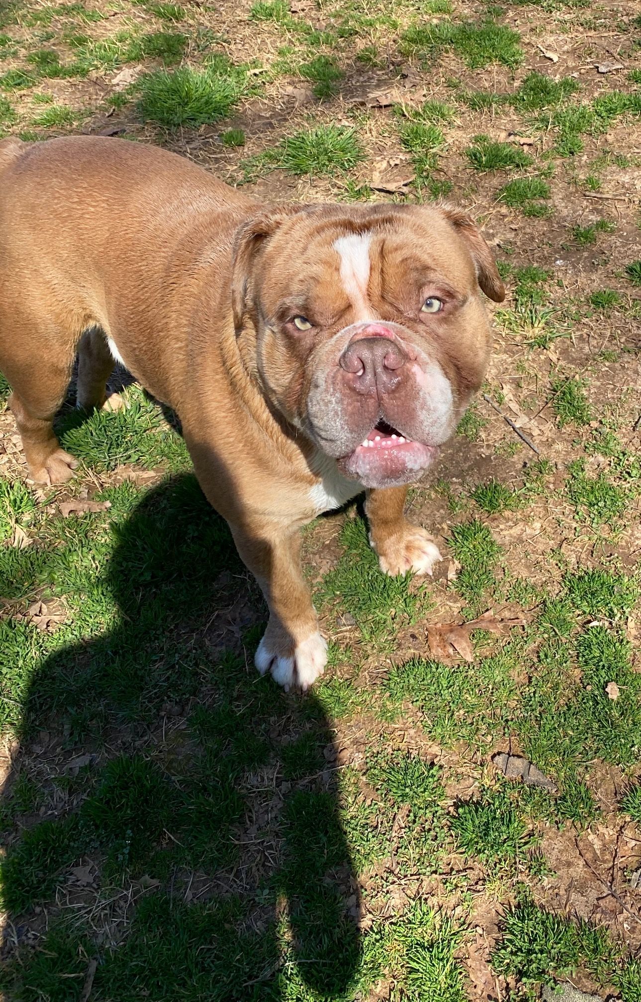 Brown bulldog with white markings standing on grass, looking up, casting a shadow.