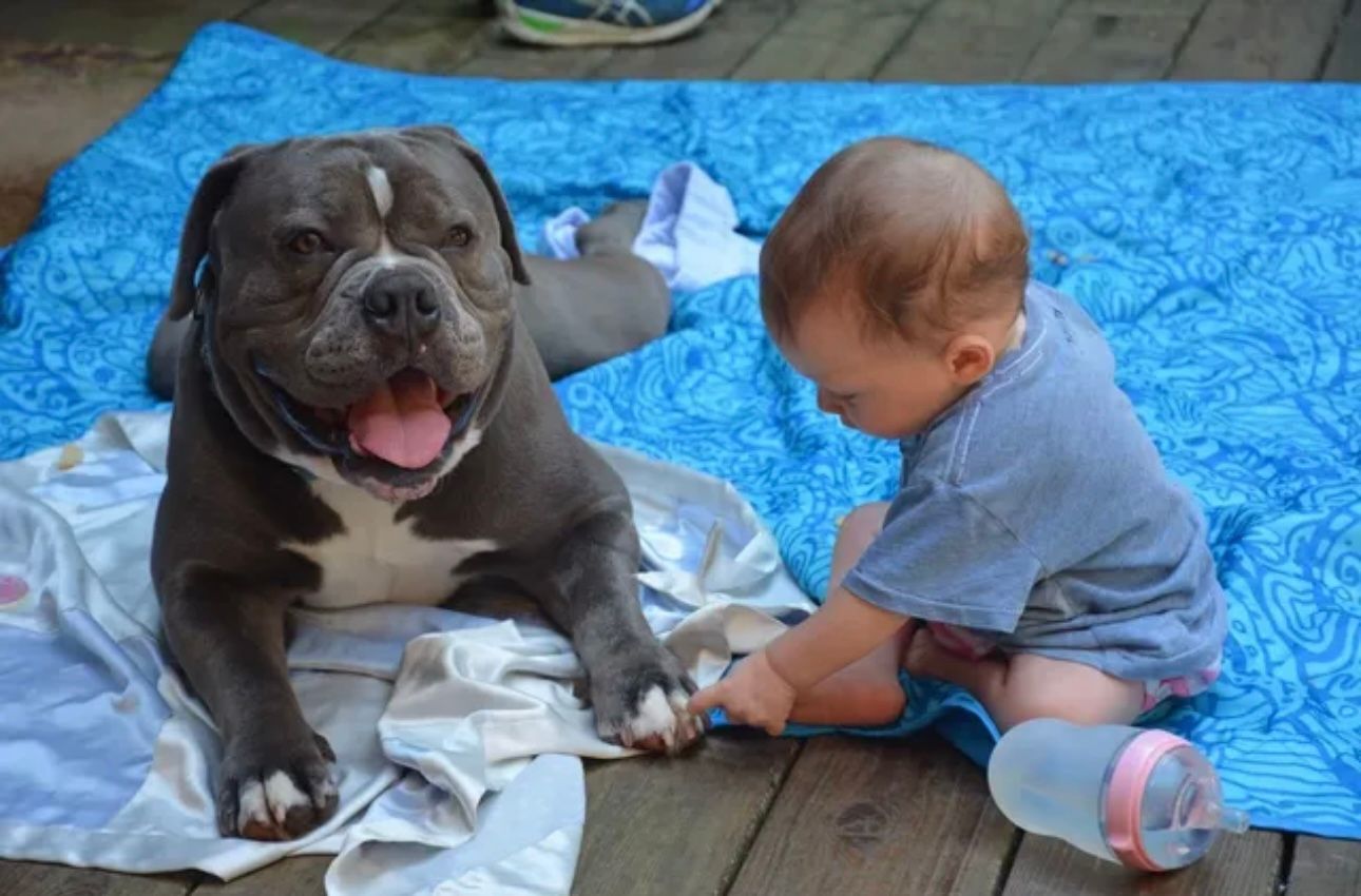 Dog and baby playing together on a blue patterned blanket outdoors; dog is gray, baby is fair-skinned.