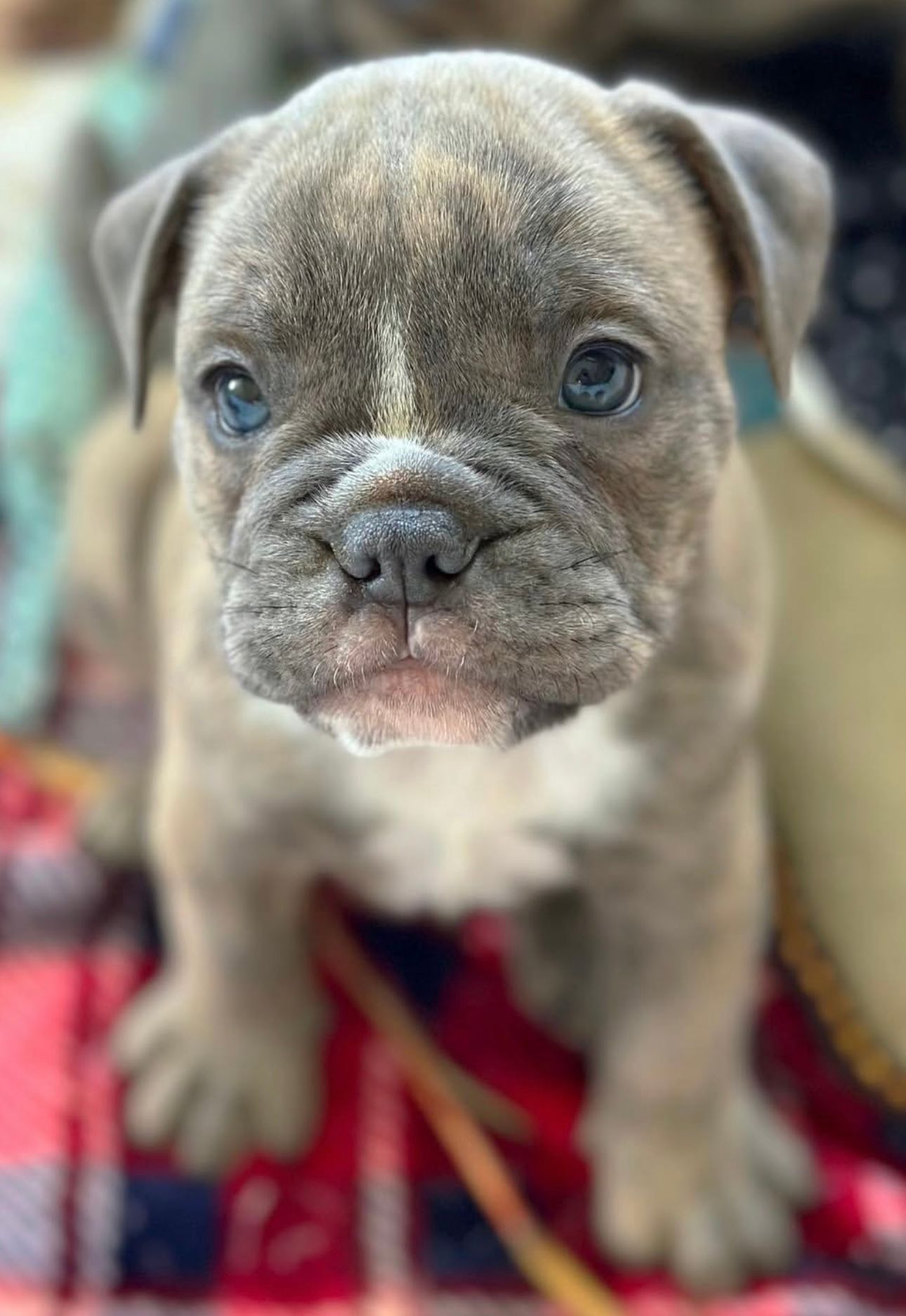 Cute brindle bulldog puppy with blue eyes, sitting on a red plaid blanket.