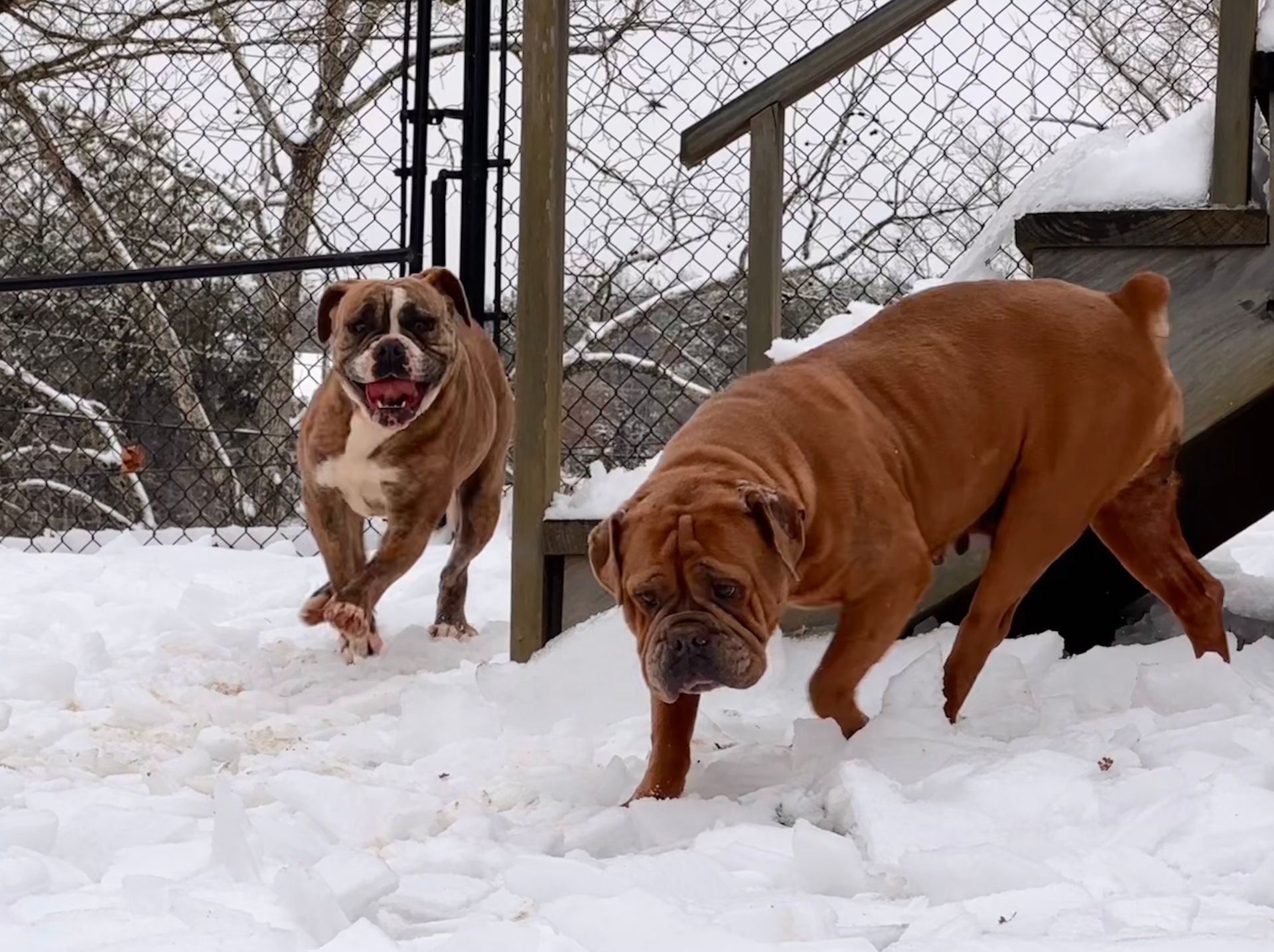 Two brown bulldogs playing in the snow. One runs towards the camera, the other sniffs the snow.