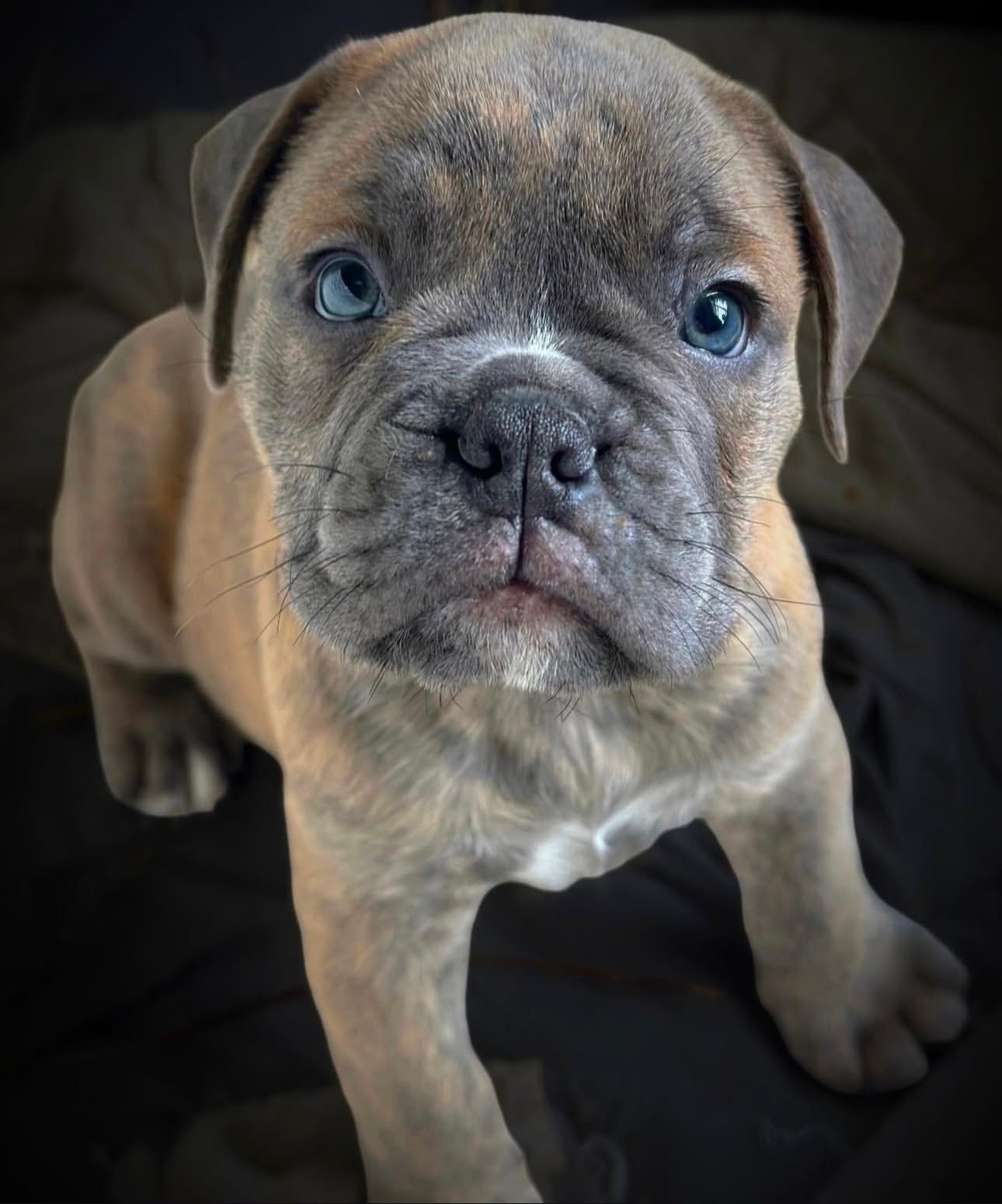 Brindle bulldog puppy with blue eyes looking up, sitting on a dark surface.