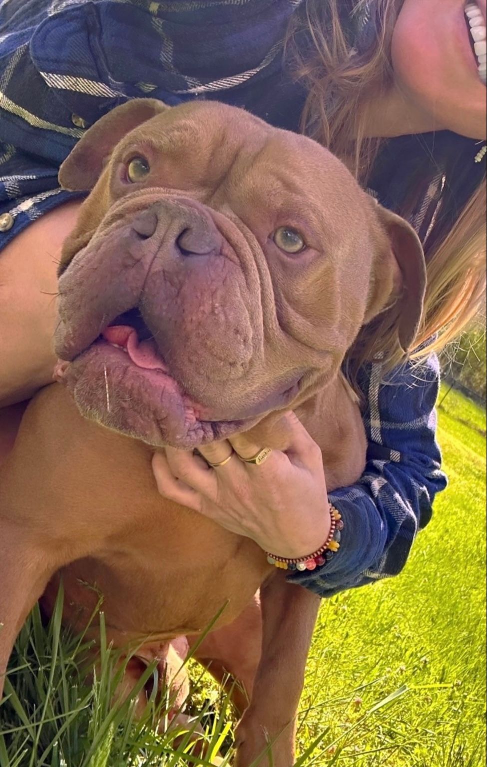 Reddish-brown Dogue de Bordeaux dog being held by a person in a sunny grassy area. Dog has open mouth, happy expression.
