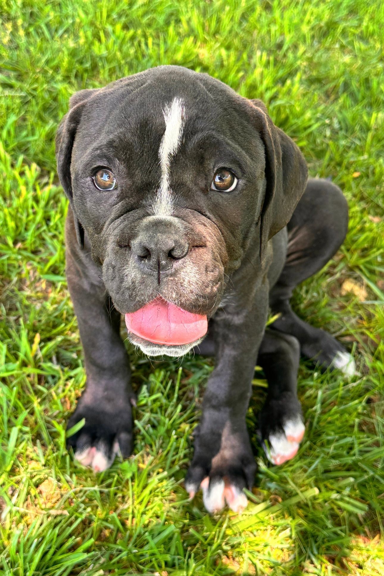 Black puppy with a white stripe on its head sitting in green grass, tongue out.