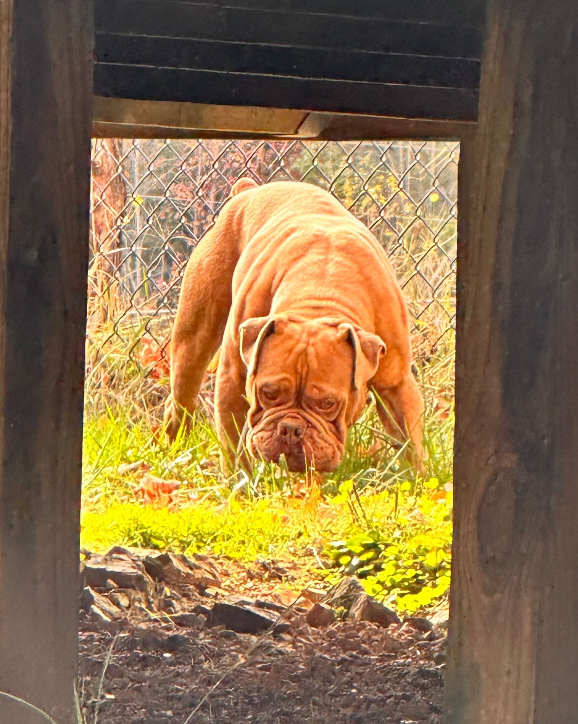 Large brown dog, centered, looking through a wooden opening at the camera. Grassy area, chain-link fence visible.