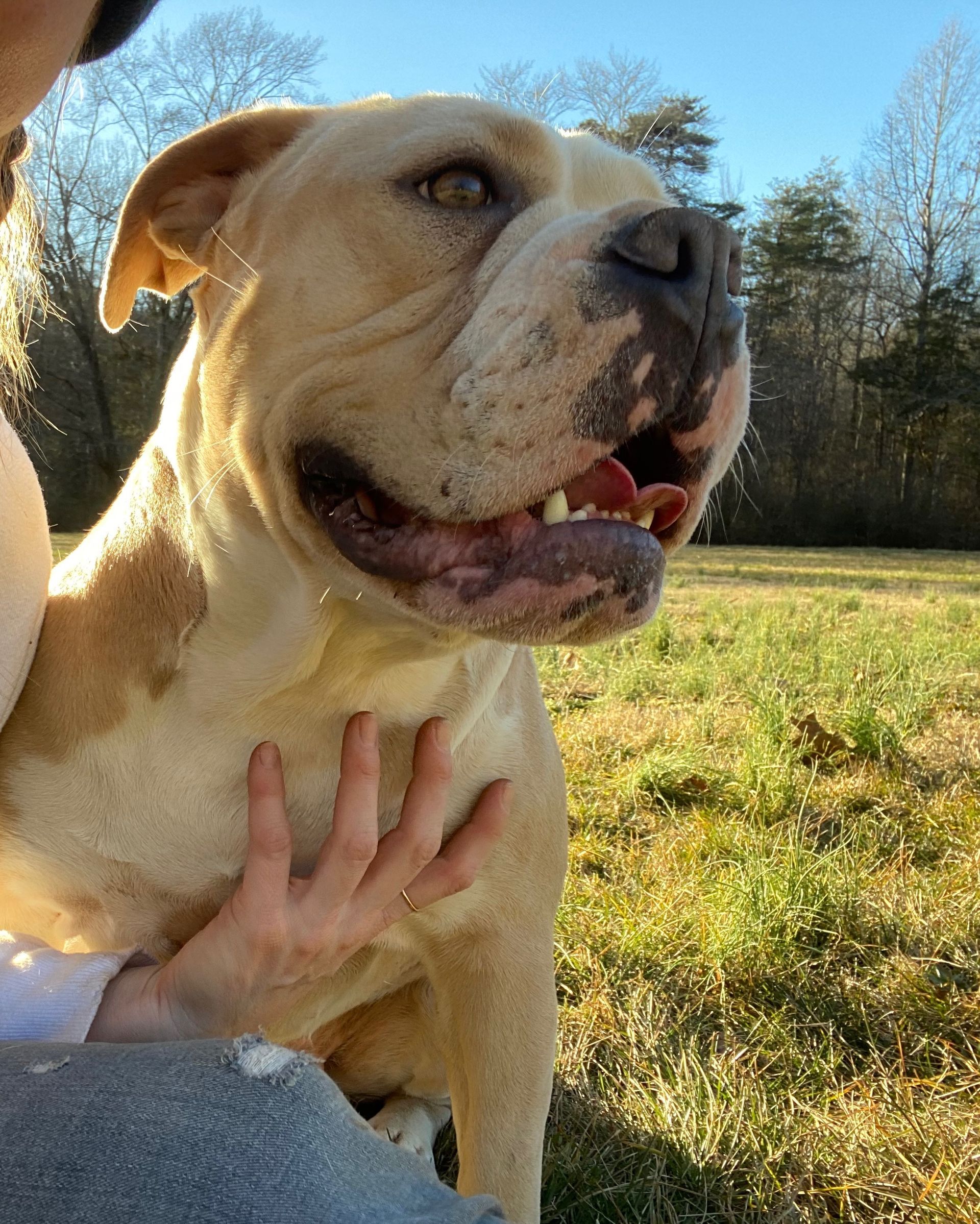 Dog with tan and white fur, being pet by a person in a grassy field on a sunny day.