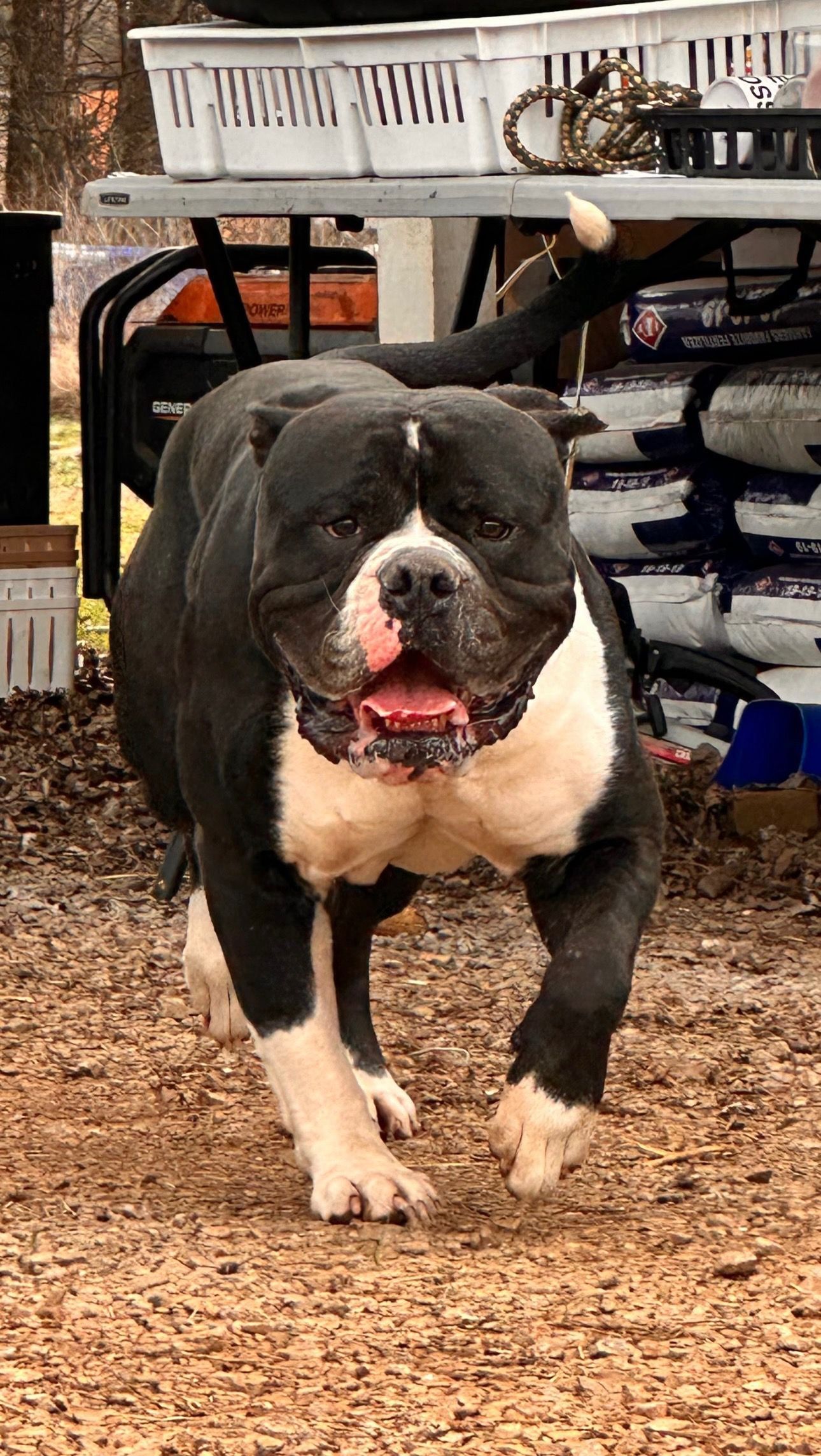 Black and white dog running toward the camera with mouth open, tongue visible, in a dirt setting.