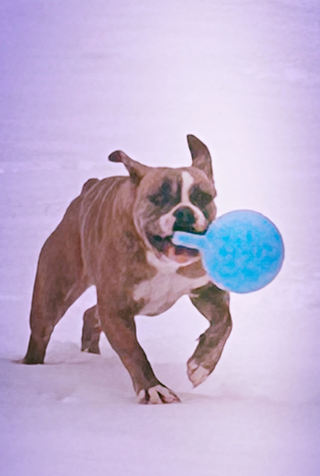 Dog, brindle and white, running in snow, mouth open, blue ball in mouth.