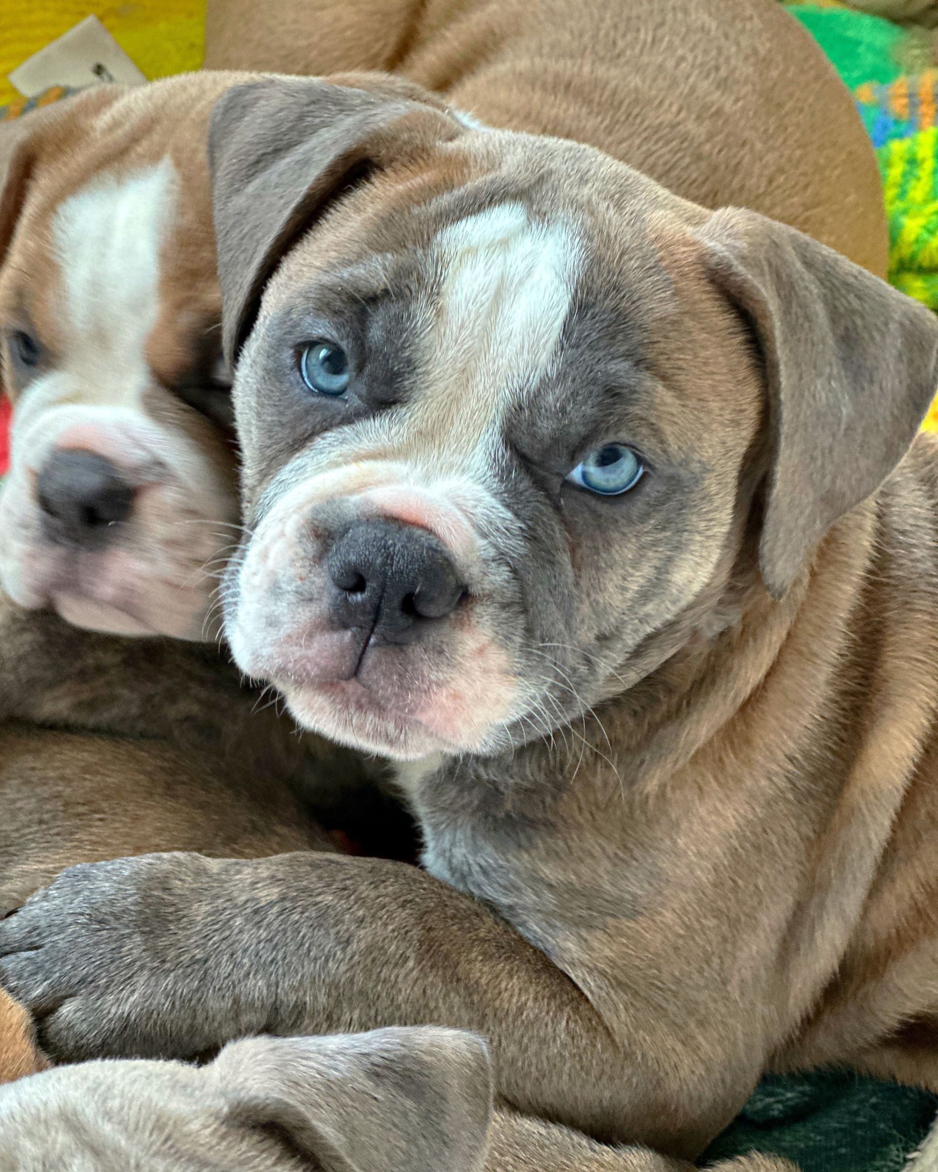 Two blue-eyed puppies with brown and white markings, resting together.